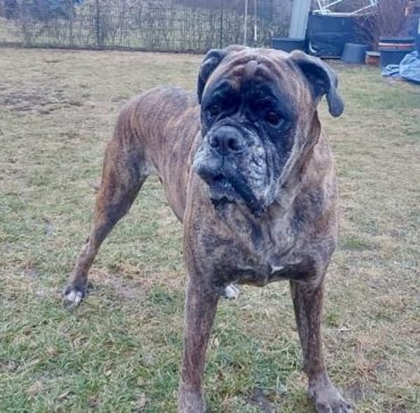 Toller Paddy -  sucht dingend!