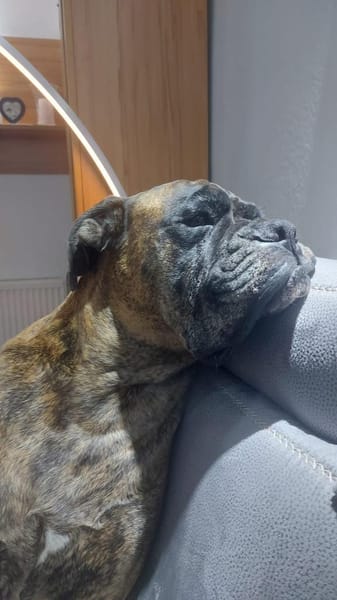 Toller Paddy -  sucht dingend!