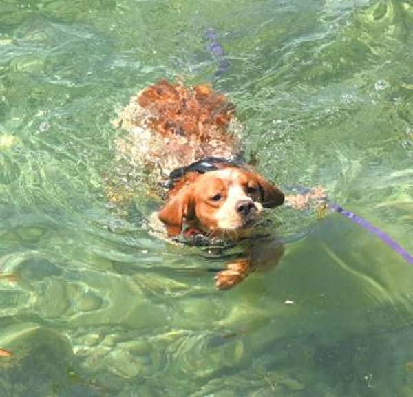 Paul - Gute-Laune-Hund sucht Zuhause