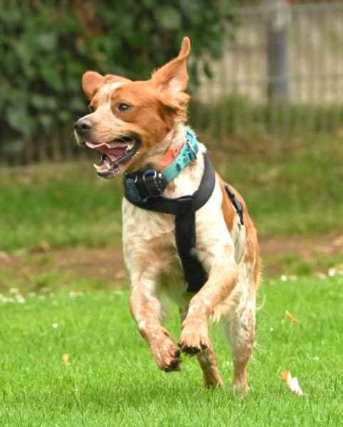 Paul - Gute-Laune-Hund sucht Zuhause