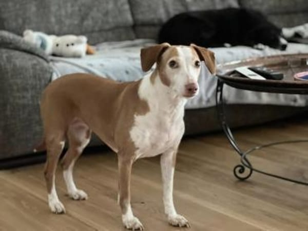 die hübsche Siva sucht ein Zuhause