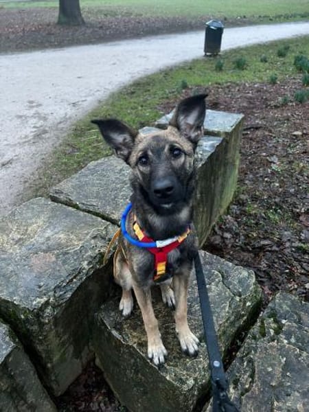 ZOE - na ein richtiger Spring-ins-Feld