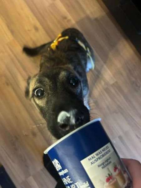 ZOE - na ein richtiger Spring-ins-Feld