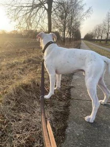 Süsser Boxerjunge will durchstarten