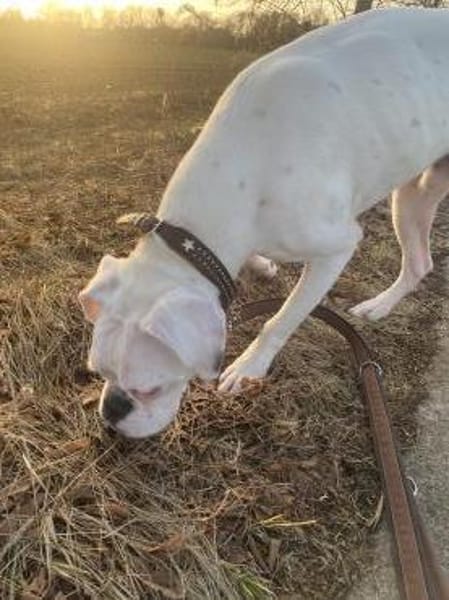 Süsser Boxerjunge will durchstarten