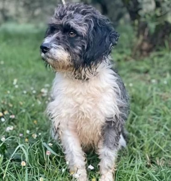 liebe , kleine Trincia 🥰