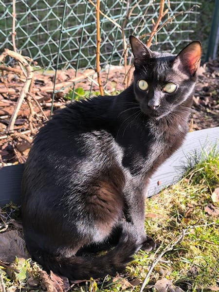 Junge, Kater Seiko & Moltó