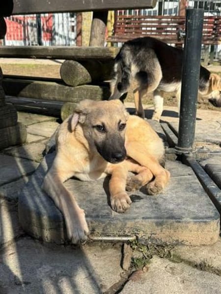 DIDI-bezaubernder Welpen-Rüde,44cm