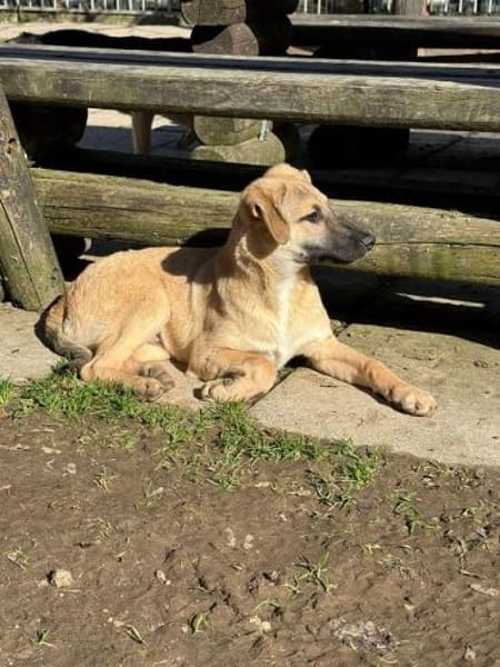 DIDI-bezaubernder Welpen-Rüde,44cm