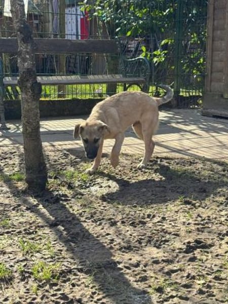 DIDI-bezaubernder Welpen-Rüde,44cm