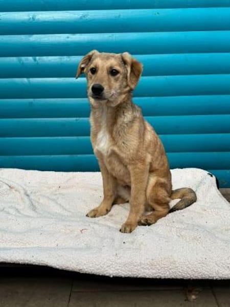 DENNIS-wunderschöner Welpen-Rüde,39cm