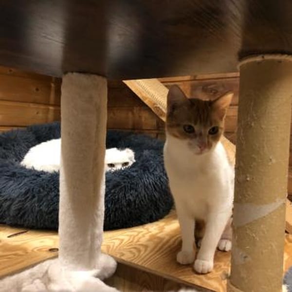 Rozina- kl. rot-weiße Herzensbrecherin