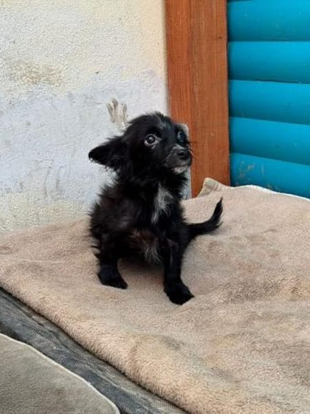 TWIX-bezaubernder, hübscher Welpen-Rüde