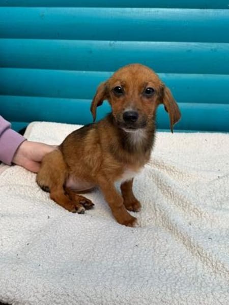 EVELYN-zuckersüße, niedliche W.-Hündin