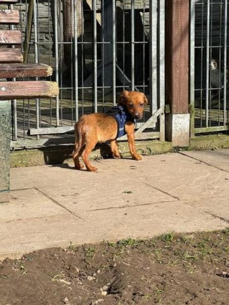 EVELYN-zuckersüße, niedliche W.-Hündin