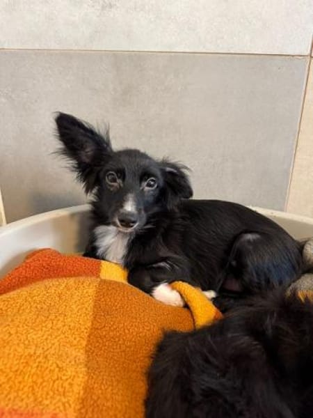 TABU-hübscher, junger Welpen-Rüde