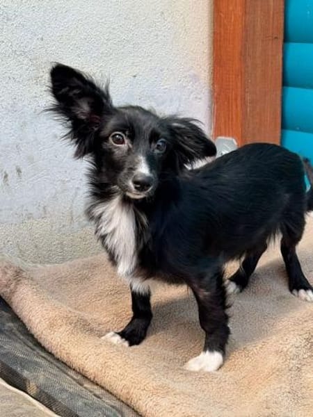 TABU-hübscher, junger Welpen-Rüde