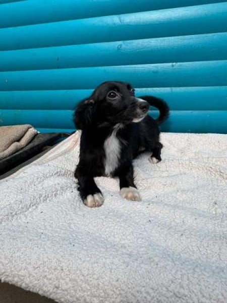 TABU-hübscher, junger Welpen-Rüde