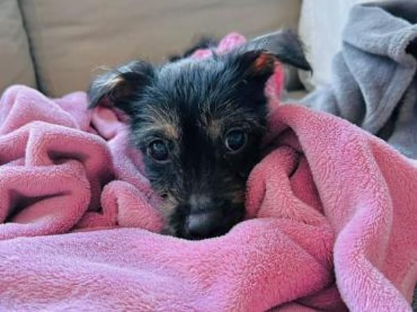 EVI-hübsche, verspielte Welpen-Hündin