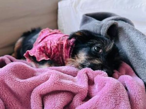 EVI-hübsche, verspielte Welpen-Hündin