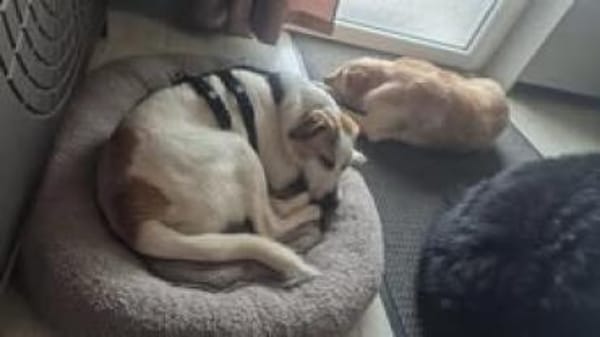 Hamlet sucht sein großes Glück 🐾