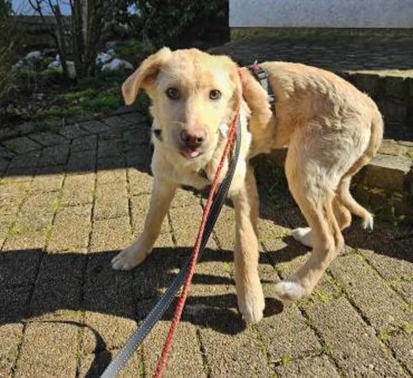 Mara sucht Traumzuhause