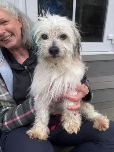 YUMI-zuckersüßer  Wuschel-Rüde, 35 cm