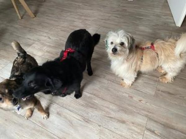 YUMI-zuckersüßer  Wuschel-Rüde, 35 cm