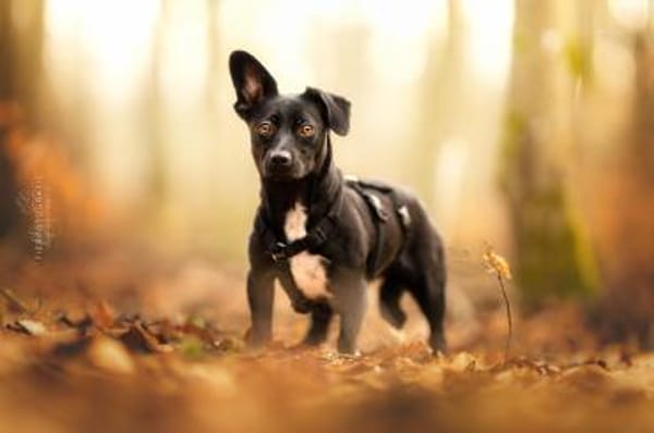 Fanny hat einen Herzenswunsch