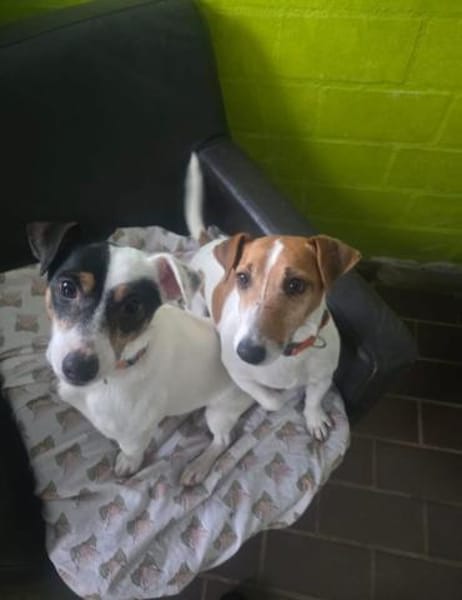 Judy Marie kleine aktive Hundedame