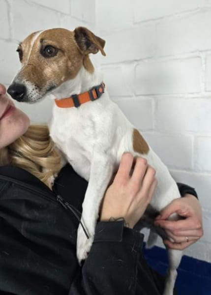 Judy Marie kleine aktive Hundedame