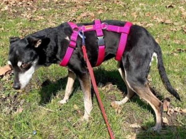 Pinscher-Mix COOKIE sucht ein Zuhause