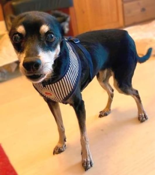Pinscher-Mix COOKIE sucht ein Zuhause