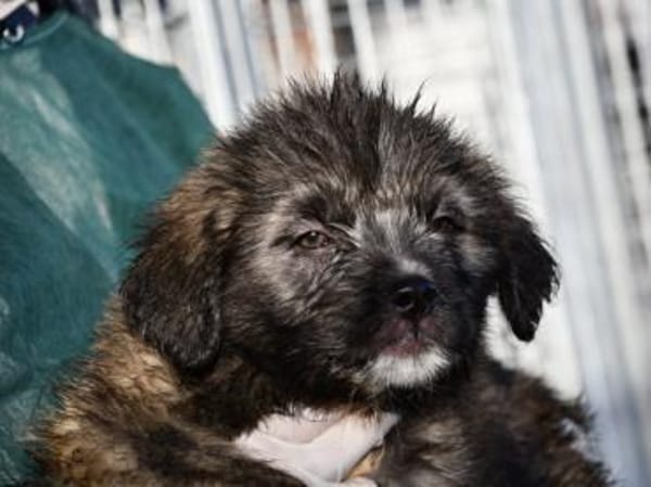 Pompeo wünscht sich eine Familie