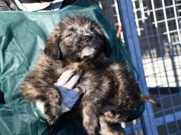 Pompeo wünscht sich eine Familie