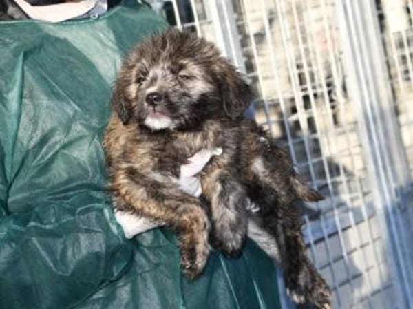 Pompeo wünscht sich eine Familie