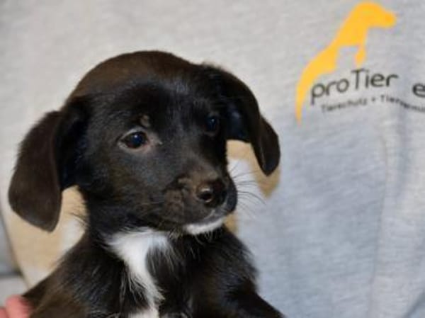 Pio möchten Ihnen sein Vertrauen geben