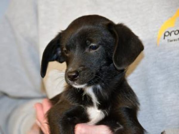 Pio möchten Ihnen sein Vertrauen geben