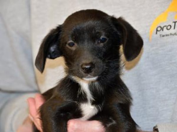 Pio möchten Ihnen sein Vertrauen geben