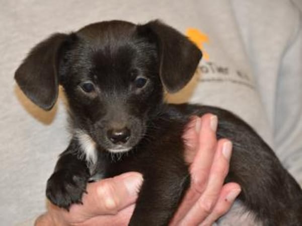 Pio möchten Ihnen sein Vertrauen geben