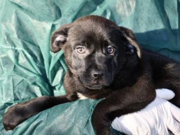 Zuhause für Pietro gesucht