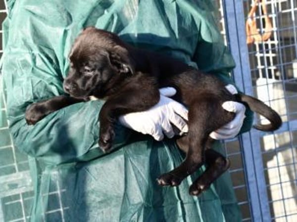 Zuhause für Pietro gesucht