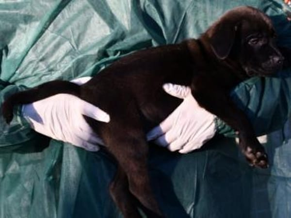 Zuhause für Pietro gesucht