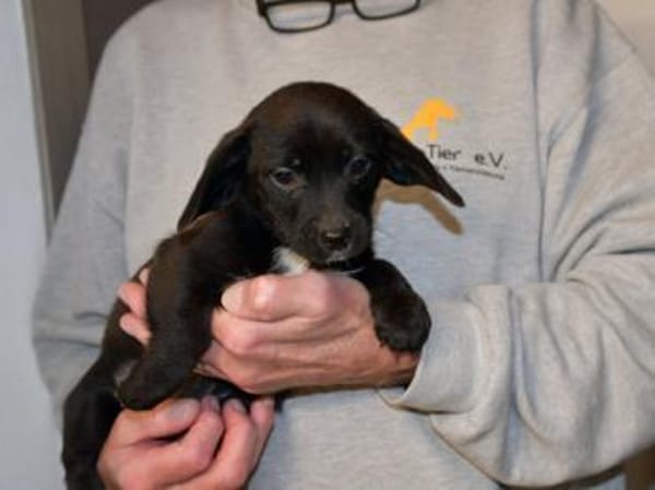 Möchten Sie Pius ein Zuhause geben?