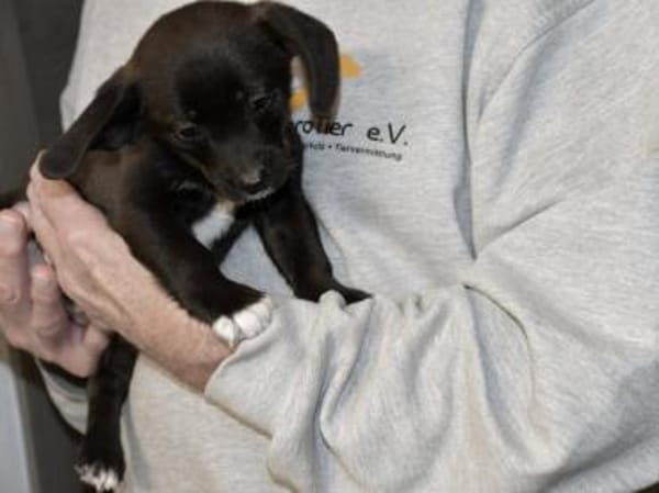 Möchten Sie Pius ein Zuhause geben?