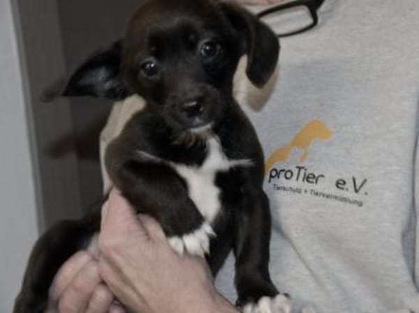 Möchten Sie Pius ein Zuhause geben?