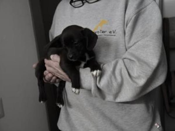 Möchten Sie Pius ein Zuhause geben?