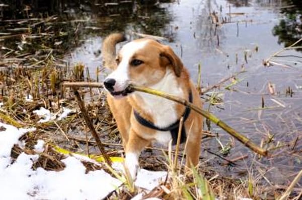Mica - ein echtes Juwel auf 4 Pfoten