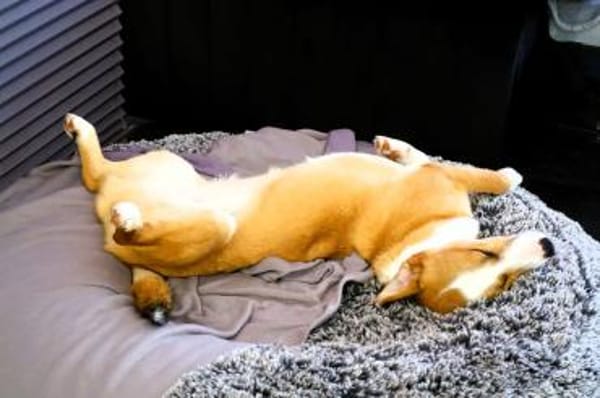 Mica - ein echtes Juwel auf 4 Pfoten