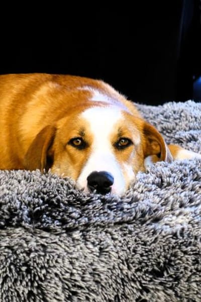 Mica - ein echtes Juwel auf 4 Pfoten